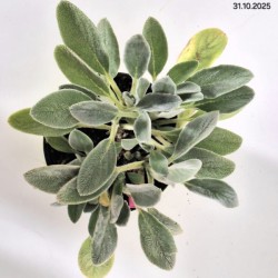 Stachys byzantina