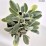 Stachys byzantina