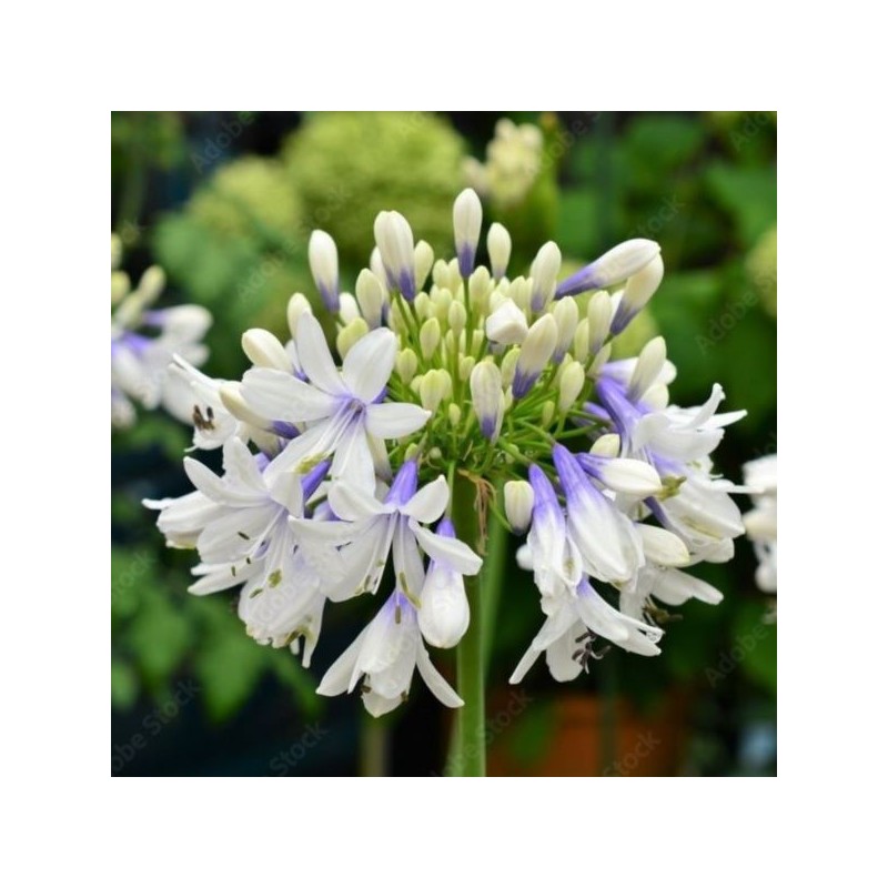 Agapanthus FIREWORKS 'MDB001'