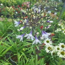 Agapanthus FIREWORKS 'MDB001'