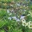 Agapanthus FIREWORKS 'MDB001'