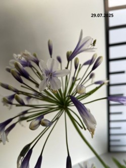 Agapanthus FIREWORKS 'MDB001'