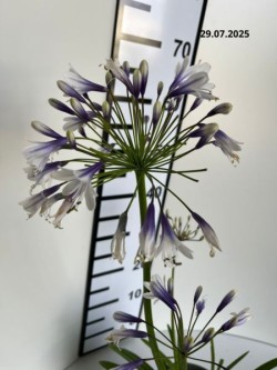 Agapanthus FIREWORKS 'MDB001'
