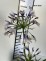Agapanthus FIREWORKS 'MDB001'