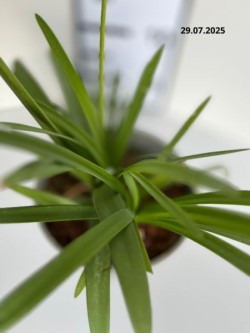 Agapanthus FIREWORKS 'MDB001'