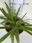 Agapanthus FIREWORKS 'MDB001'