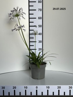 Agapanthus FIREWORKS 'MDB001'