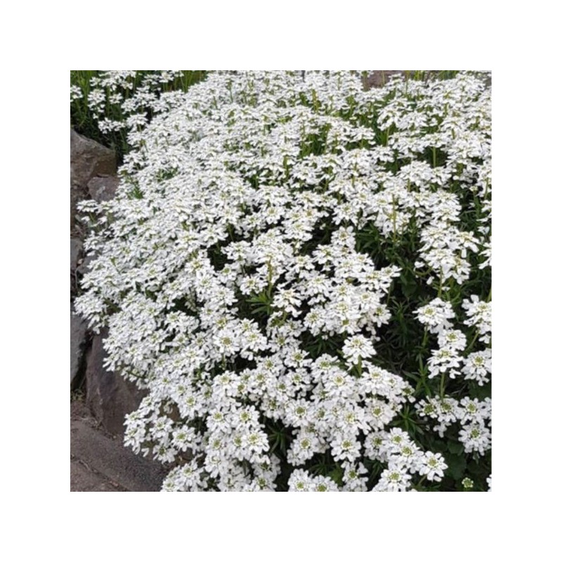 Iberis sempervirens 'Fischbeck'