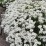 Iberis sempervirens 'Fischbeck'