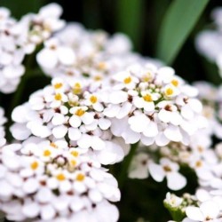 Iberis sempervirens 'Fischbeck'