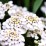Iberis sempervirens 'Fischbeck'
