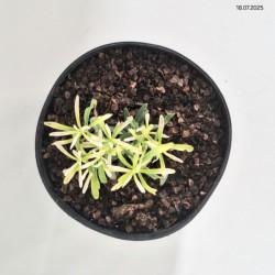 Iberis sempervirens 'Fischbeck'