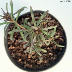 Iberis sempervirens 'Fischbeck'
