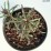 Iberis sempervirens 'Fischbeck'