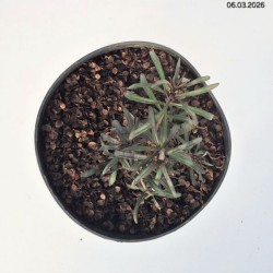Iberis sempervirens 'Fischbeck'