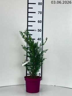 ×Cupressocyparis leylandii...