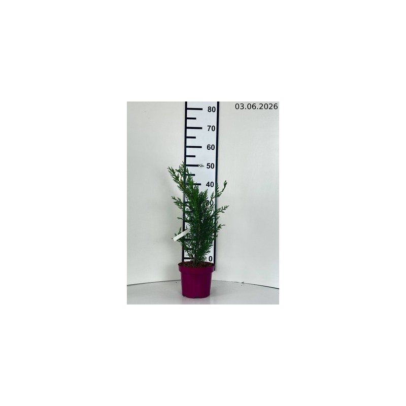×Cupressocyparis leylandii 'Tweeduizendéén'