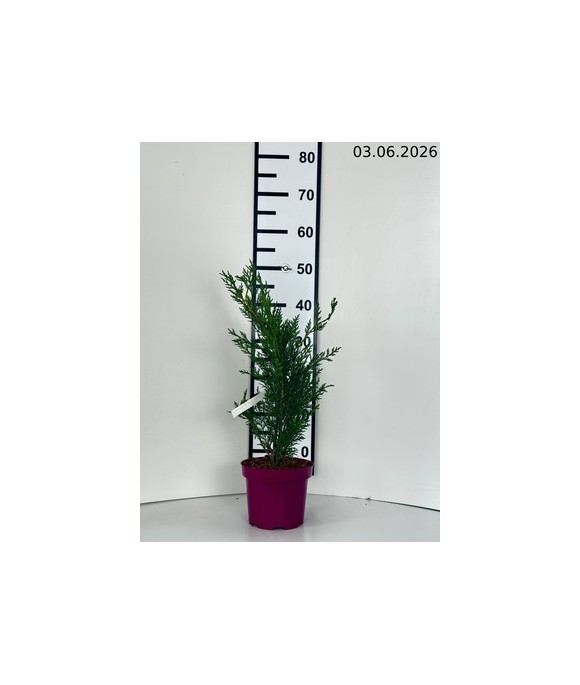 ×Cupressocyparis leylandii 'Tweeduizendéén'