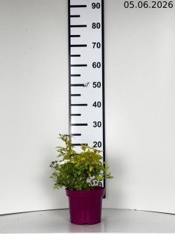 Spiraea japonica 'Goldmound'