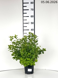 Spiraea betulifolia 'Island'
