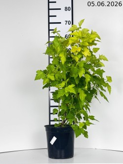 Physocarpus opulifolius...