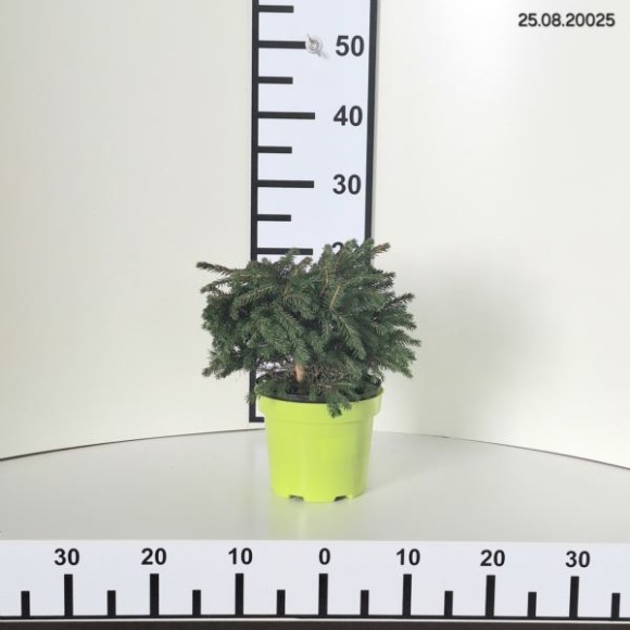 Picea abies 'Maxwellii'