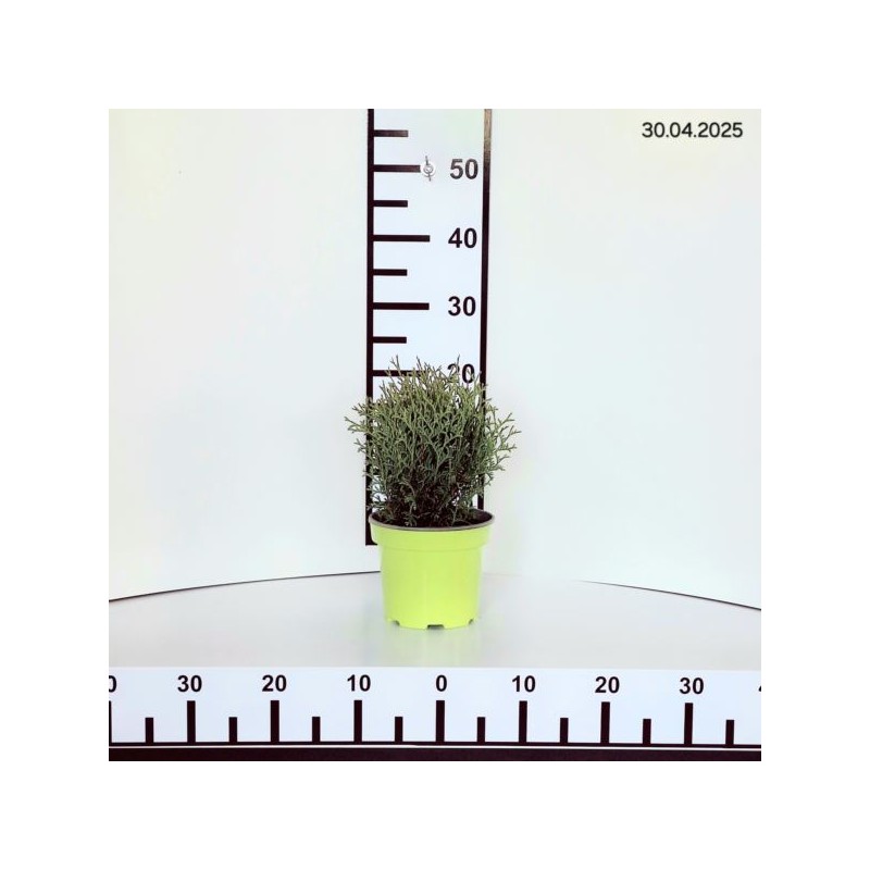 Thuja occidentalis 'Tiny Tim'