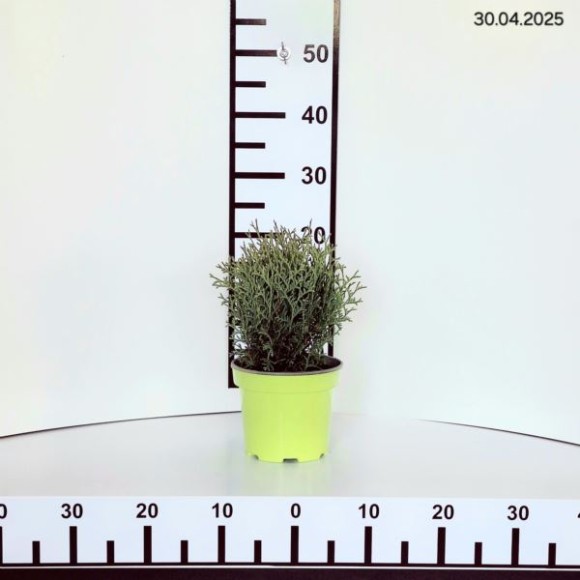 Thuja occidentalis 'Tiny Tim'