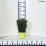 Thuja occidentalis 'Tiny Tim'