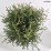 Thuja occidentalis 'Tiny Tim'