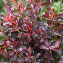 Berberis thunbergii...