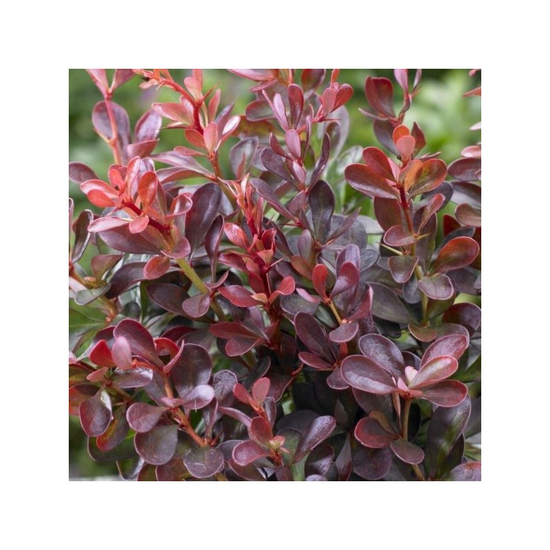 Berberis thunbergii 'Atropurpurea Nana'