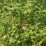 Cornus alba 'Sibirica'
