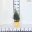 Picea glauca 'Daisy's White'