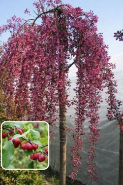 Malus baccata 'Purpurea...