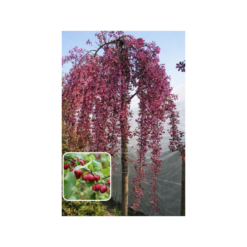 Malus baccata 'Purpurea Pendula'