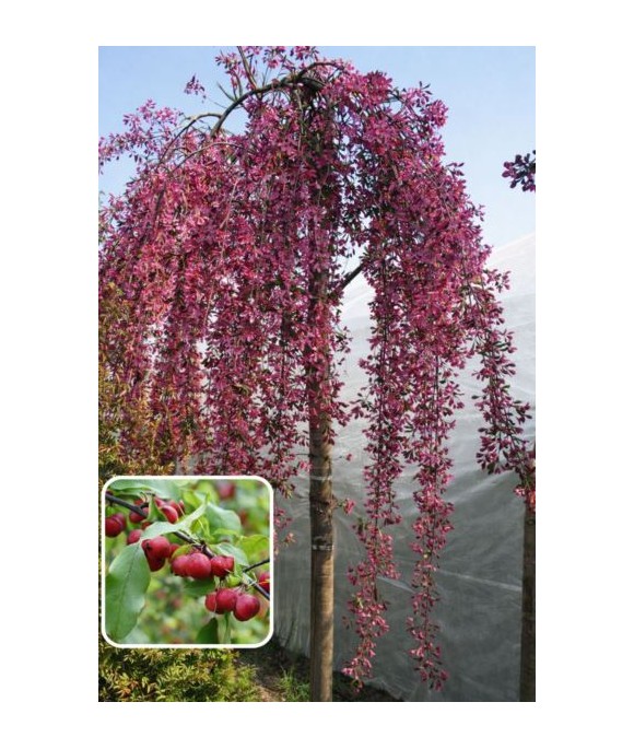 Malus baccata 'Purpurea Pendula'