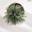 Pinus cembra 'Glauca'