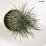 Pinus nigra 'Fastigiata'