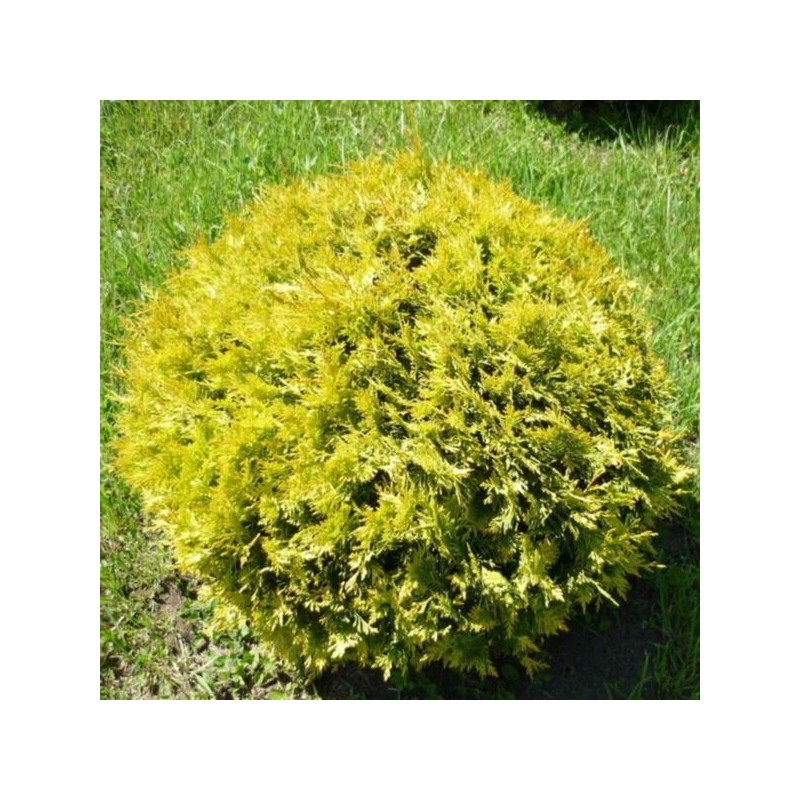 Thuja occidentalis 'Globosa Aurea'
