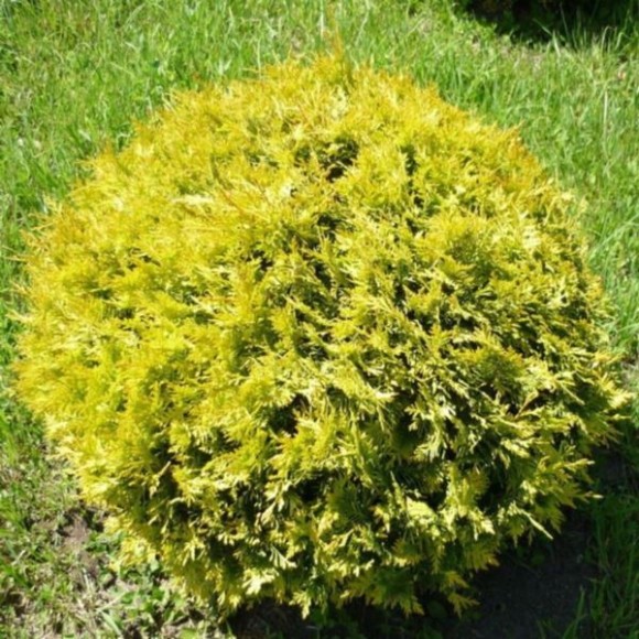 Thuja occidentalis 'Globosa Aurea'
