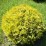 Thuja occidentalis 'Globosa Aurea'