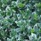 Euonymus fortunei 'Emerald Gaiety'