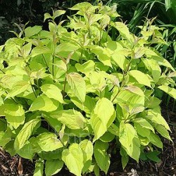 Cornus alba 'Aurea'