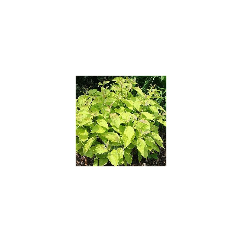 Cornus alba 'Aurea'