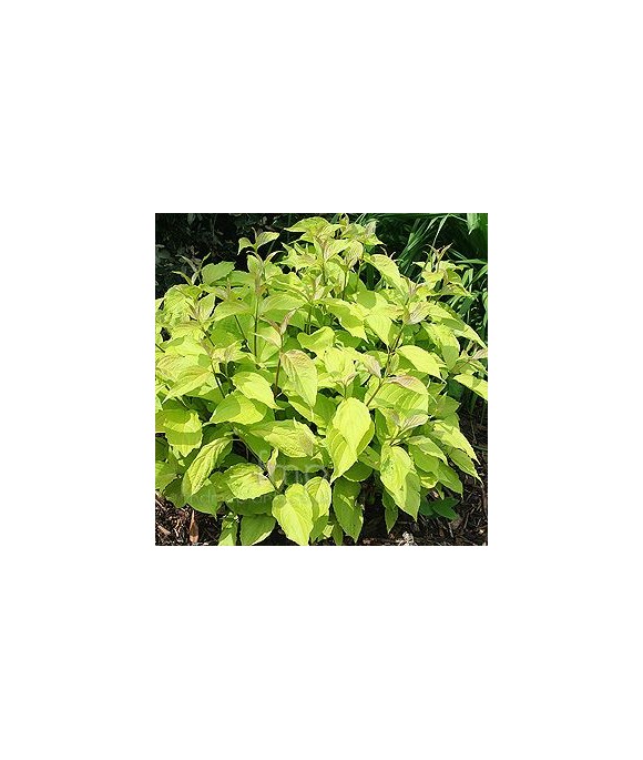 Cornus alba 'Aurea'