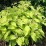 Cornus alba 'Aurea'