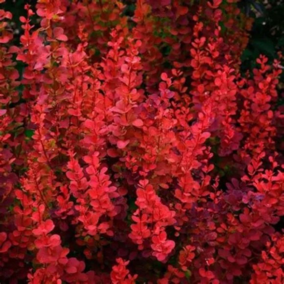 Berberis thunbergii 'Orange Pillar'