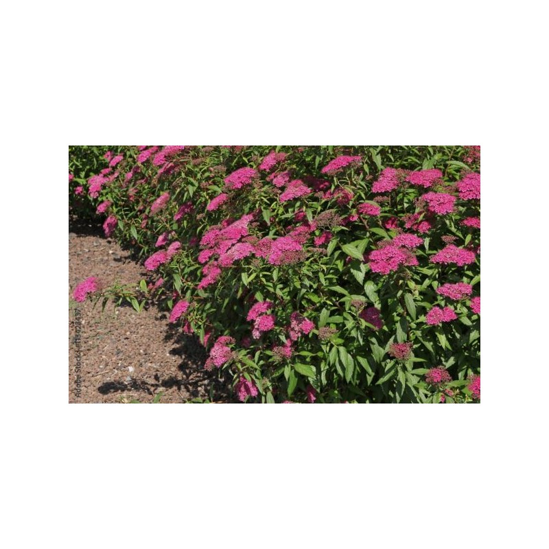 Spiraea japonica 'Anthony Waterer'