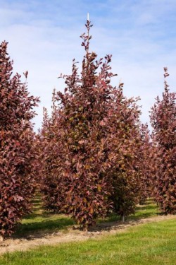 Quercus ×bimundorum CRIMSON SPIRE 'Crimschmidt'